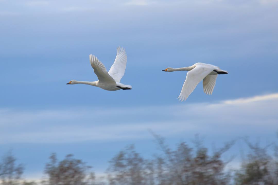 柴山潟の白鳥12/16その5_e0403850_17564581.jpg