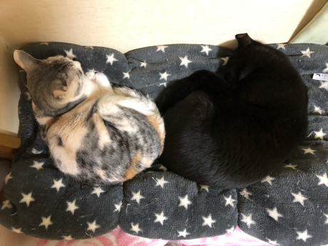 しま巻きの魅力?_e0355177_16581243.jpg