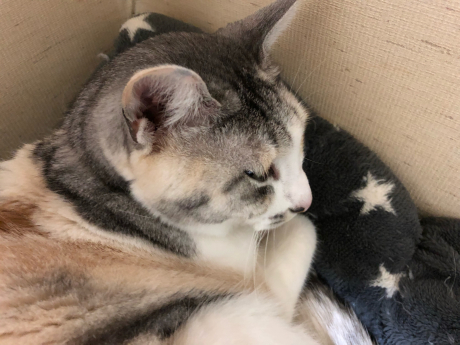 しま巻きの魅力?_e0355177_17014854.jpg