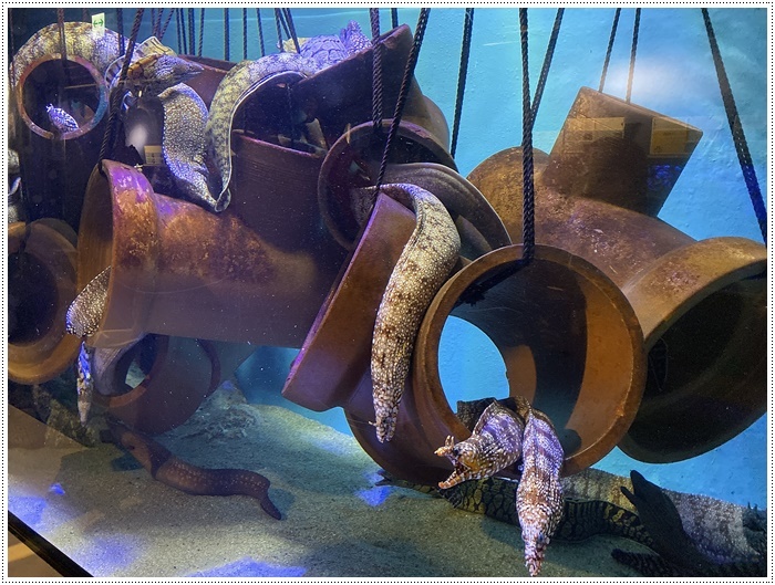 愛知県でのお出かけ その１ 小さな小さな でも魅力的な竹島水族館 １１月２４日 さくらおばちゃんの趣味悠遊