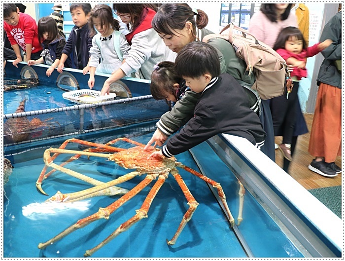 愛知県でのお出かけ その1 小さな小さな、でも魅力的な竹島水族館(11月24日)_b0175688_00202937.jpg