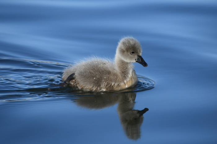 千波湖のコクチョウ_a0127090_18331372.jpg
