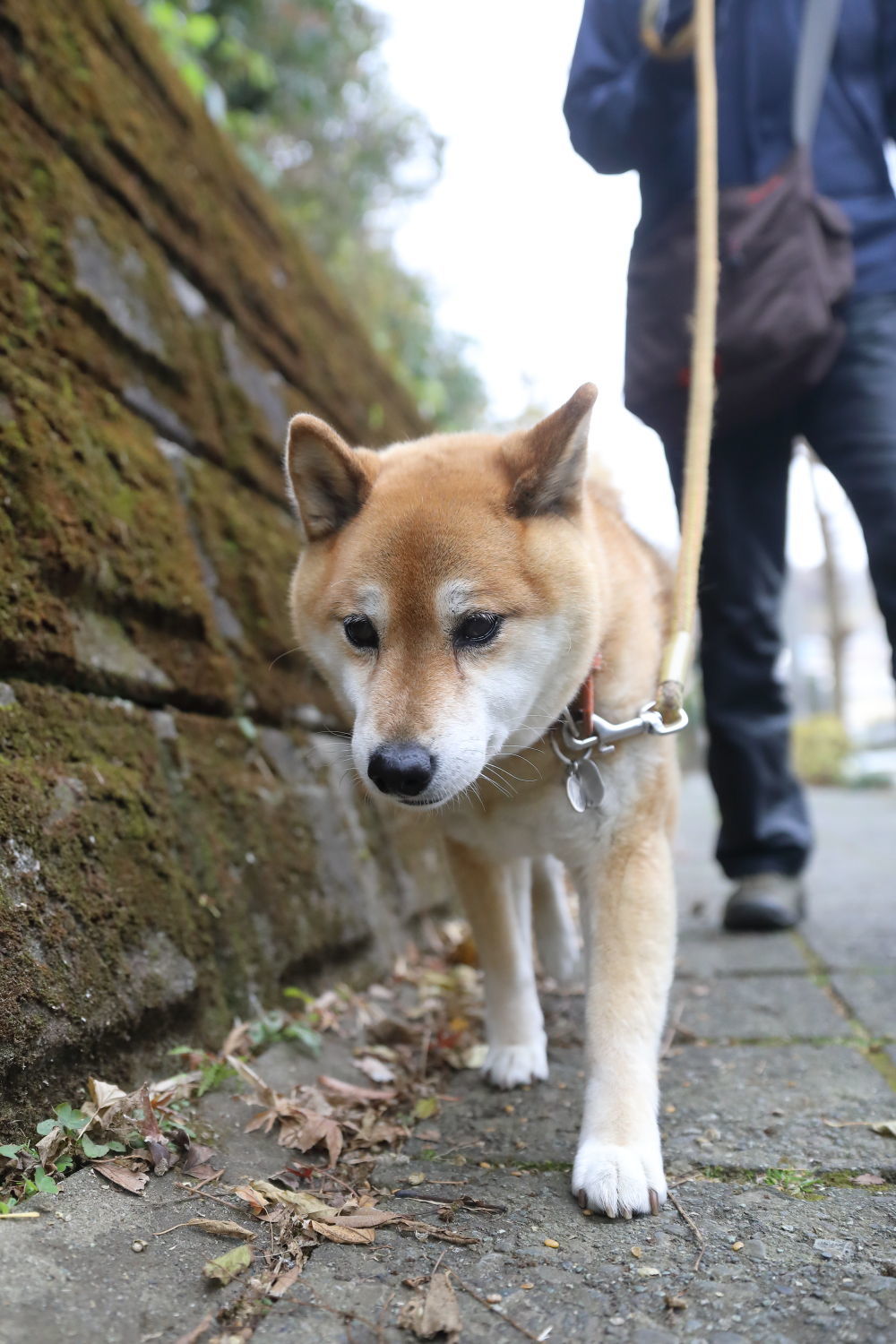 沢山のお友達♪_b0275998_18301398.jpg