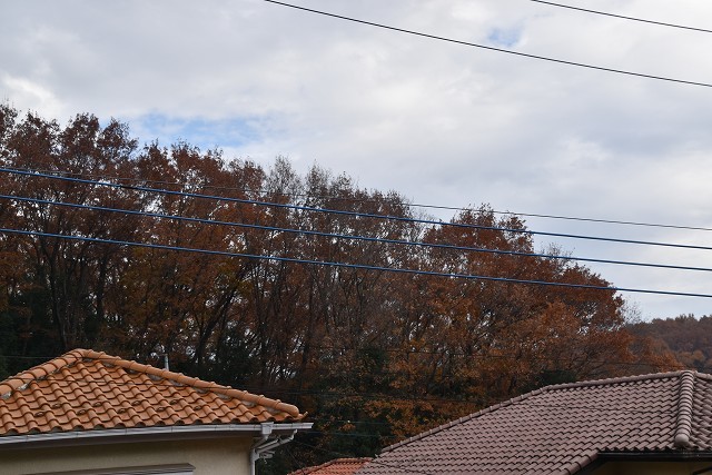 冬至直前の12月18日の庭。_c0124100_17365906.jpg