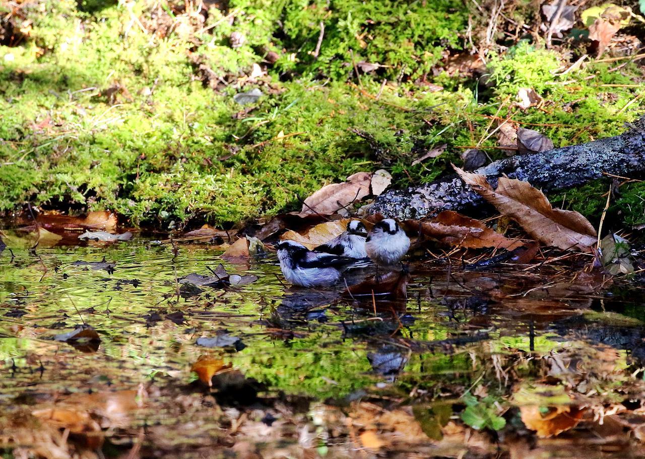 北摂山間の水場で（その２）・・・_c0213607_17103971.jpg