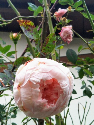 ザ ウエッジウッドローズ 薔薇のガーデナー Weekend S Ladybirds ザ ウエッジウッドローズ 薔薇のガーデナー Weekend S Ladybirds
