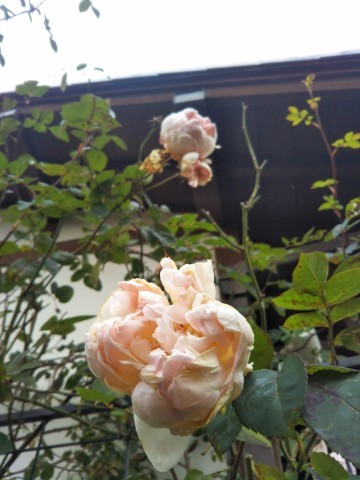 ザ ウエッジウッドローズ 薔薇のガーデナー Weekend S Ladybirds ザ ウエッジウッドローズ 薔薇のガーデナー Weekend S Ladybirds