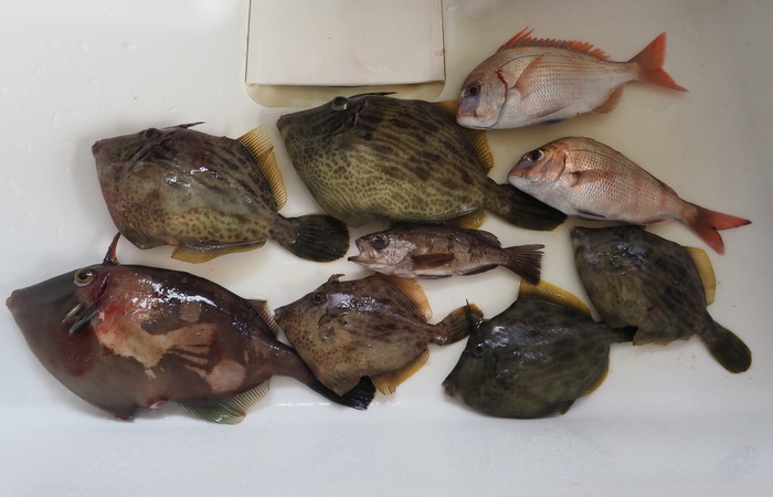 夫の釣果とその後_c0116915_00242708.jpg
