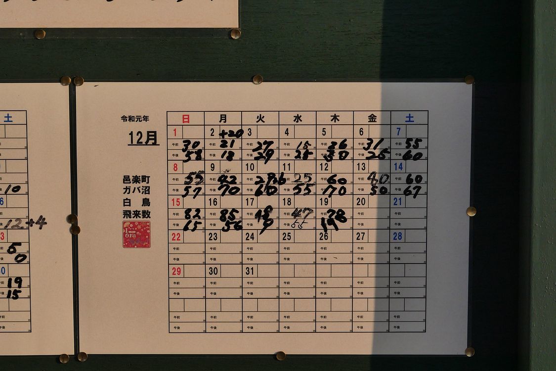 白鳥の湖♪ 多々良沼の朝_a0031821_10285869.jpg