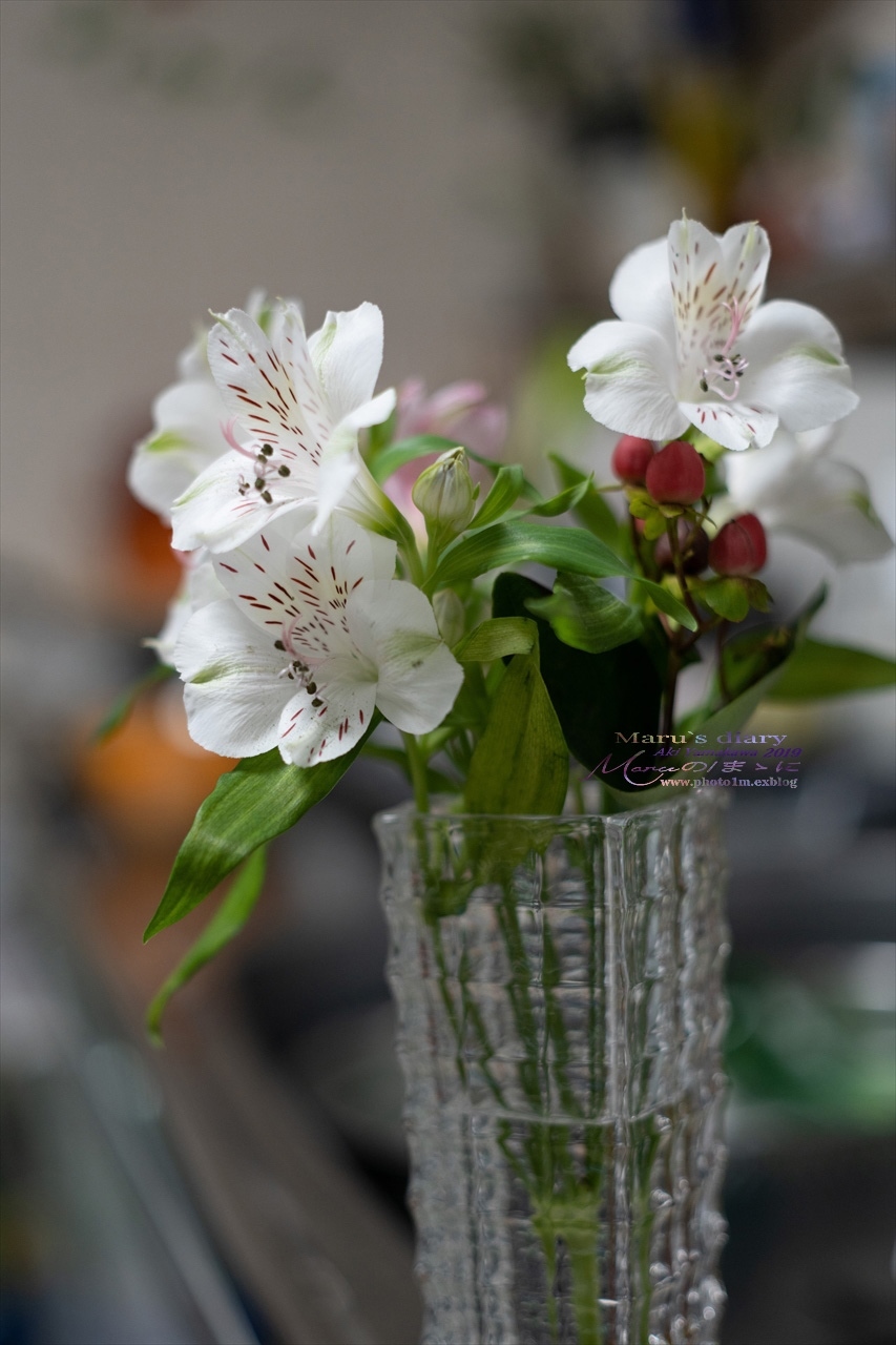 まゝに/12月の雑記 機材ネタ 試写 SIGMA35/1.2 LOXIA 2/50 /SONY A7R4_d0342426_19562120.jpg