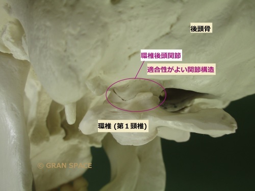 全身の関節』 環椎後頭関節 その1 : 大阪梅田 整体院 GRAN
