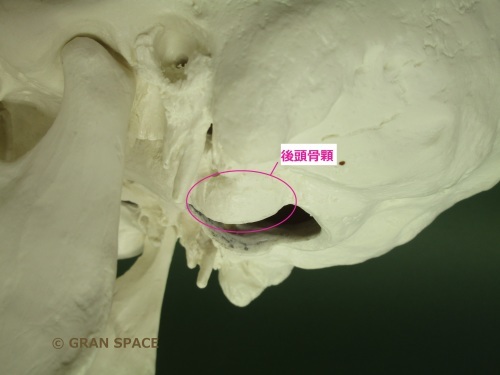 全身の関節』 環椎後頭関節 その1 : 大阪梅田 整体院 GRAN