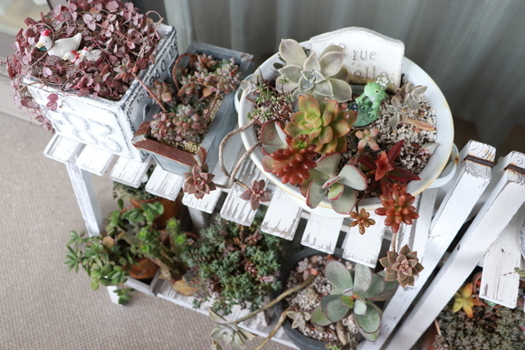 2019冬*ベランダの多肉植物たち_e0234741_15264820.jpg