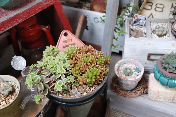 2019冬*ベランダの多肉植物たち_e0234741_15264884.jpg