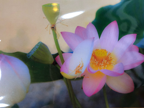 寺Cafe 蓮心庵_e0292546_22101809.jpg