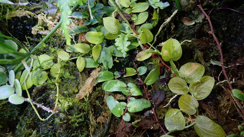 Pothos cf beccariana Mt Besar 【LA便】 Pothos cf.beccariana Mt.Besar LA0219-02LA : まっけのビザパル