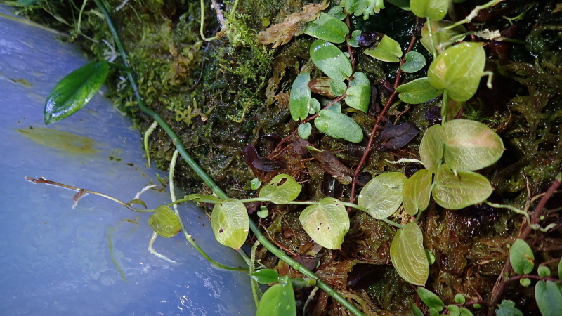 Pothos cf.beccariana Mt.Besar LA0219-02LA : まっけのビザパル