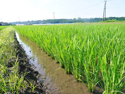 熊本の美味しいお米(七城米、菊池水源棚田米、砂田のれんげ米)大好評発売中!こだわり紹介 その1_a0254656_16274329.jpg