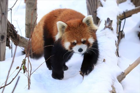 雪まるまる その1 レッサーパンダ もふてく放浪記 雪まるまる その1 レッサーパンダ もふてく放浪記