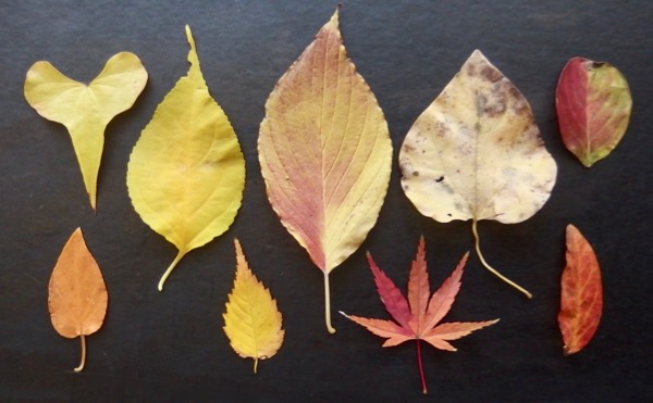 葉っぱ 葉っぱ図鑑 もみじ 落ち葉 黄葉 紅葉 褐葉 Leafart もみじ い ろ い ろ 自然感察 Nature Feeling