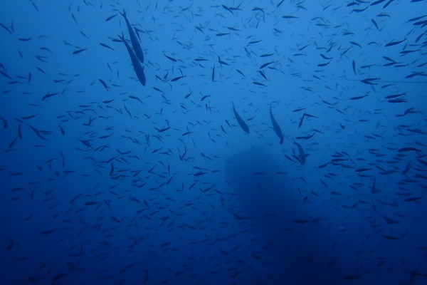 白浜は絶好調です!_f0164662_15542555.jpg