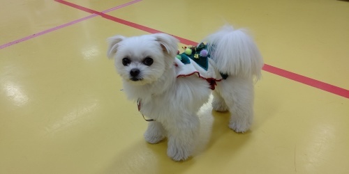 もうい~くつ寝ると~クリスマス~✨🎄✨_f0357682_10324892.jpg