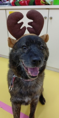 もうい~くつ寝ると~クリスマス~✨🎄✨_f0357682_10335965.jpg