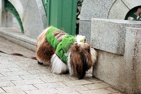 やっぱり世田谷が好き♪_c0090198_15054825.jpg