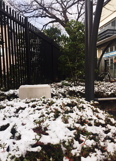 雪です。_c0039501_19073686.jpeg