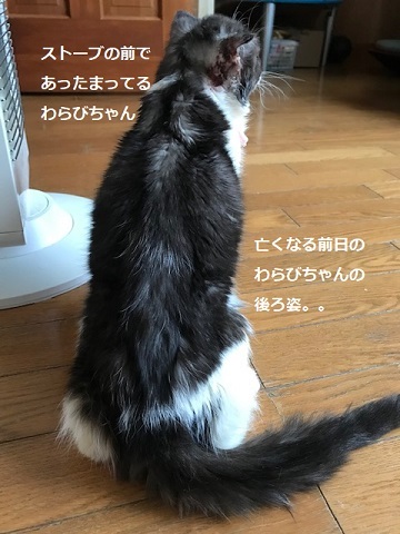 わらびちゃん、旅立ちました・・_f0242002_20103759.jpg