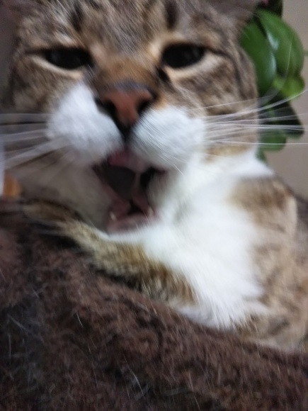 猫壺イン_f0316507_18330254.jpg