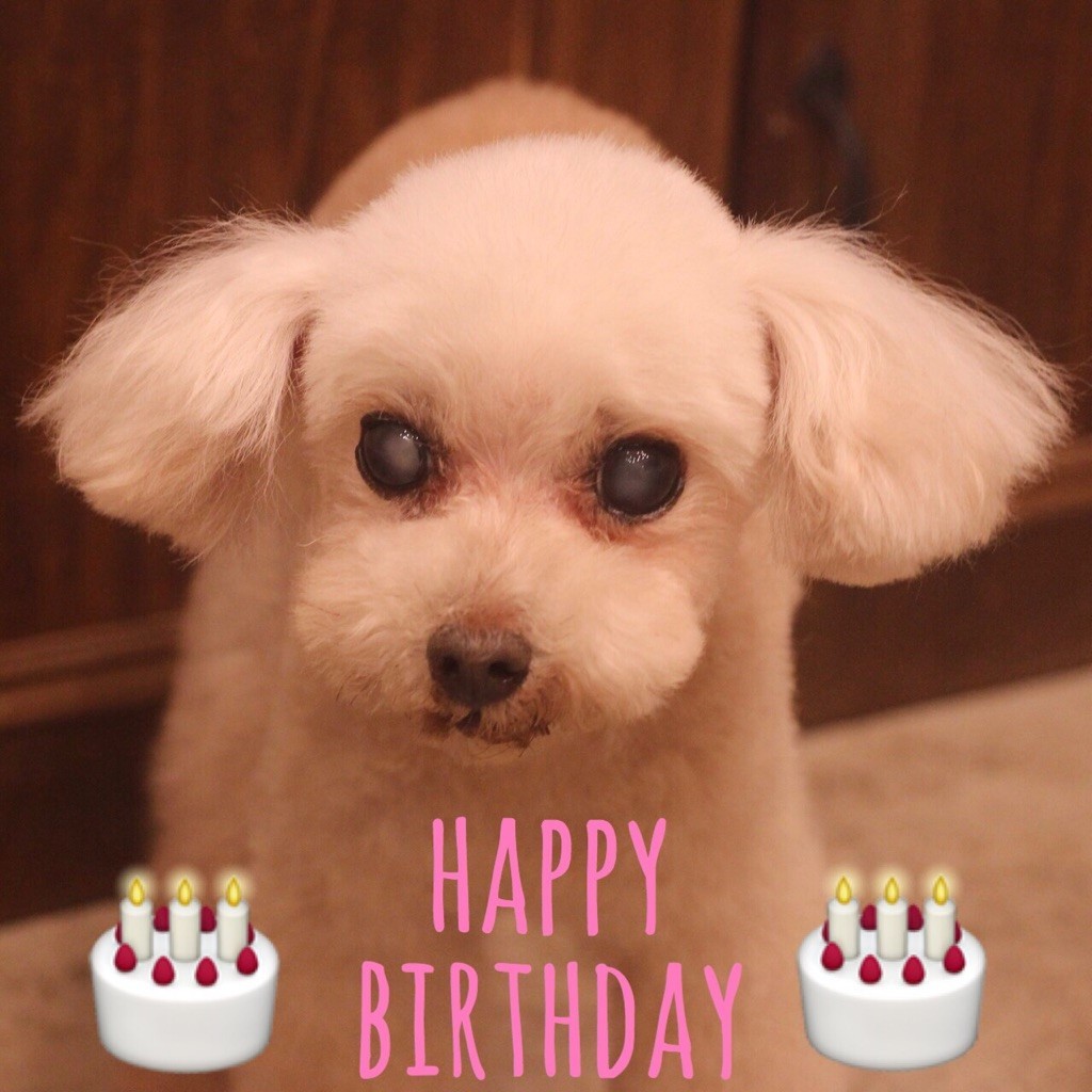☆ Happy Birthday ・ ティファニーちゃん ☆_d0060413_16204123.jpg
