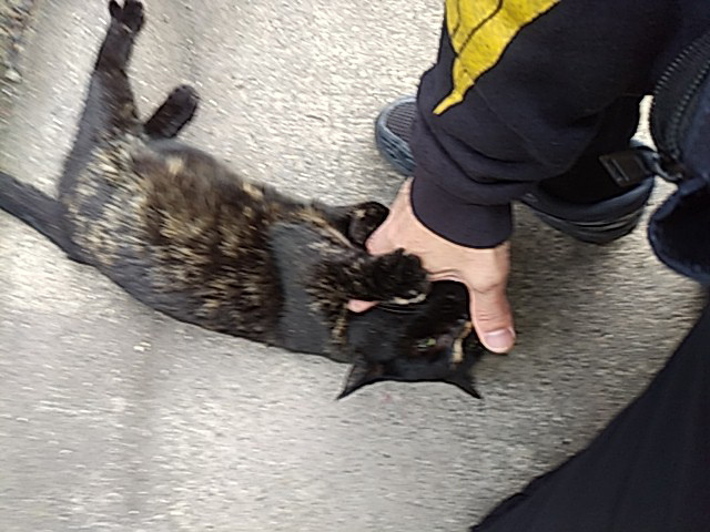 朝一で荒ぶるサビ柄ちゃん。塗装ネタじゃないです。_d0130115_18033462.jpg