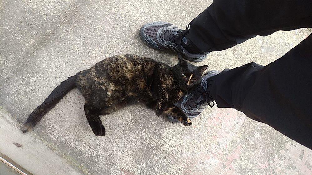 朝一で荒ぶるサビ柄ちゃん。塗装ネタじゃないです。_d0130115_18042897.jpg