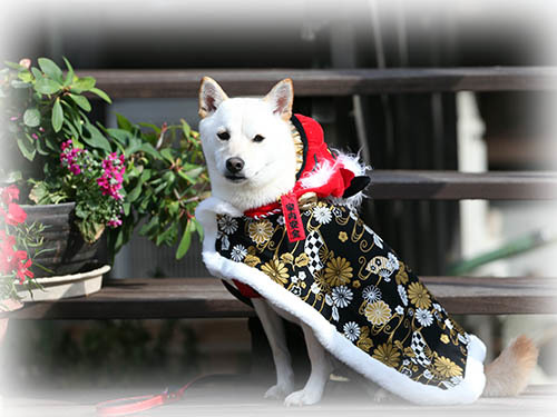 神戸市西区のグッドラックさんで飛行犬撮影会パート2 飛行犬撮影所 Kobe 神戸市西区のグッドラックさんで飛行犬撮影会パート2 飛行犬撮影所 Kobe