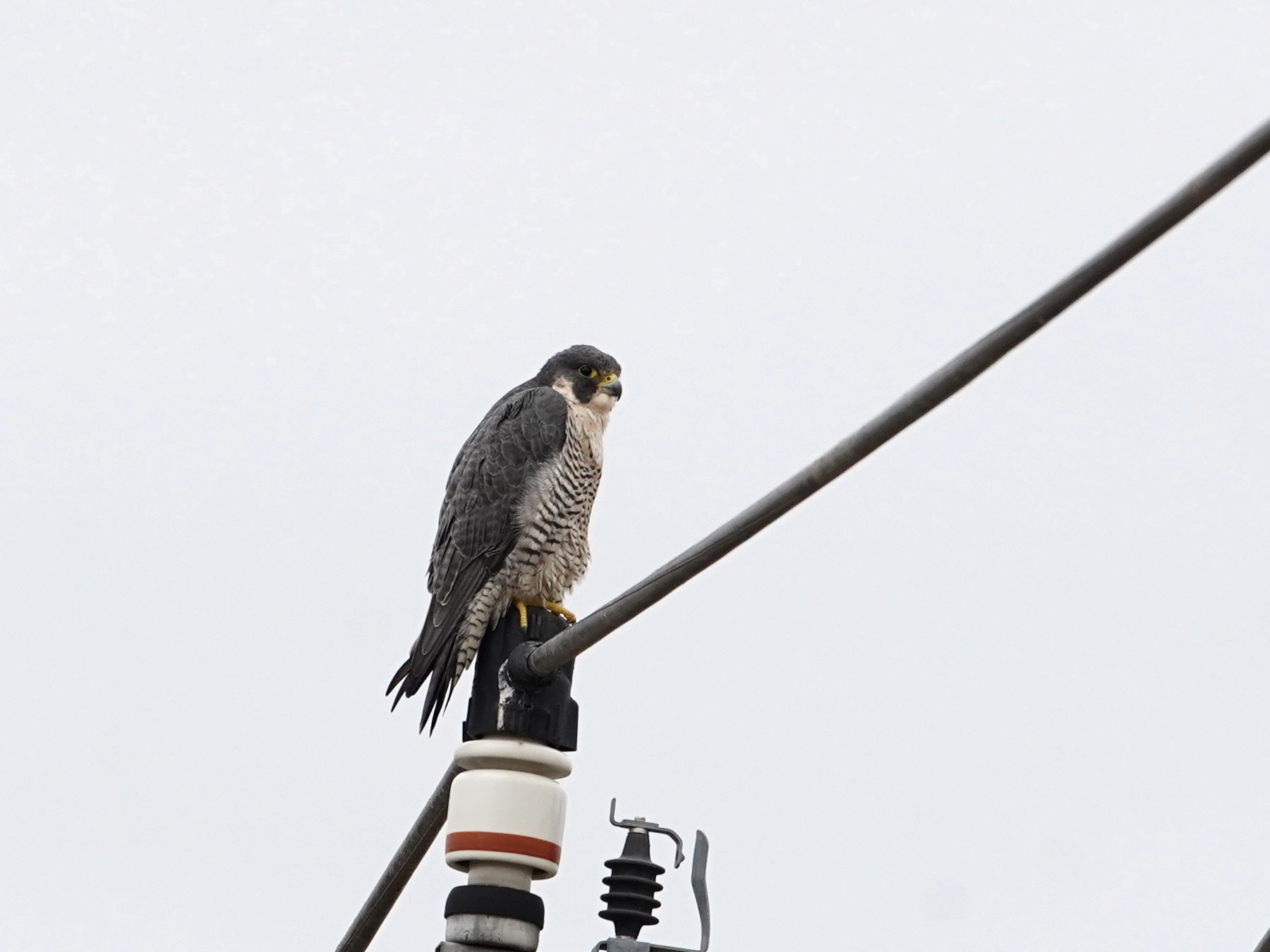 亜種ハヤブサ（シベリアハヤブサ） ライファー（No．354） IKT