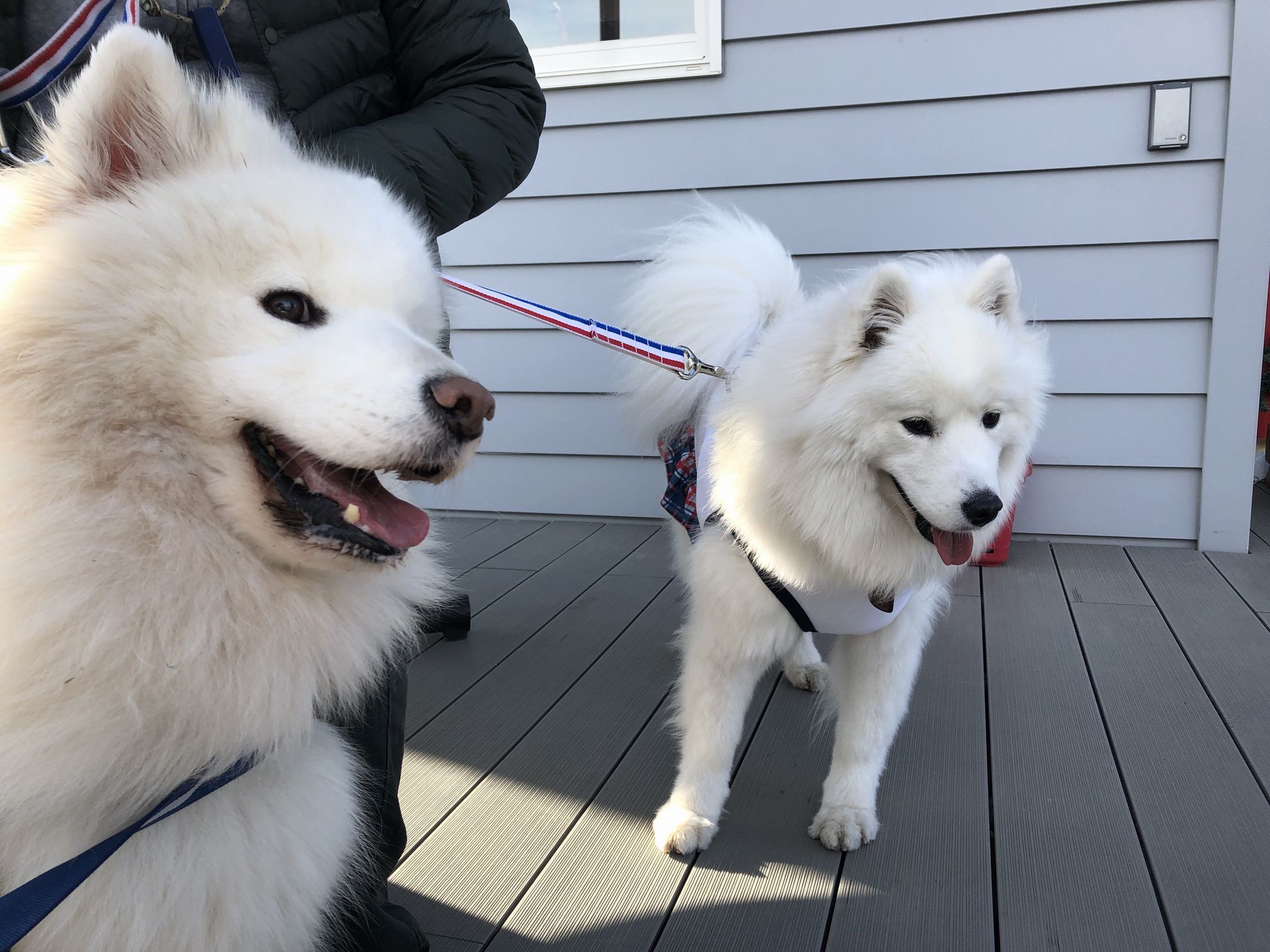 2019年12月 合同お誕生会オフ in Ven! Kitchen&Dog Garden その1_f0128542_01301677.jpg