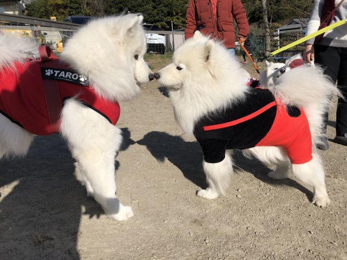 2019年12月 合同お誕生会オフ in Ven! Kitchen&Dog Garden その1_f0128542_01515881.jpg