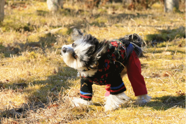 ごろんごろんChipo*~♪ カラノ、メリークリスマス♬_c0145250_15460470.gif