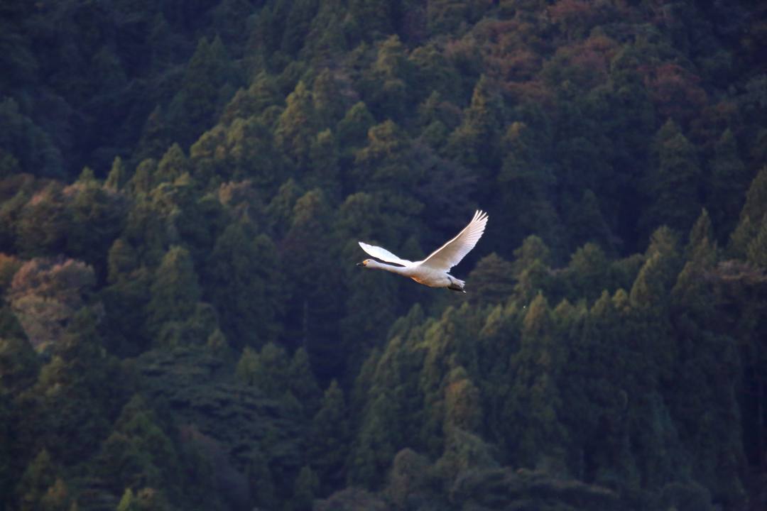 2019総集編その19_e0403850_11175514.jpg