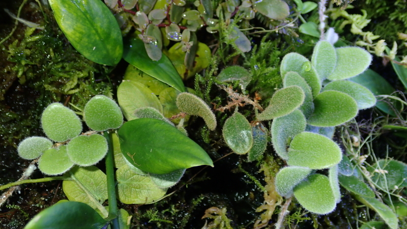 Pothos cf beccariana Mt Besar 【LA便】 Yahoo!オークション