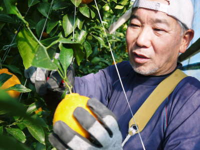 デコポン予約受付開始します!熊本限定樹上完熟デコポン「ひのゆたか」を満を持して1月7日からの出荷です!!_a0254656_18495407.jpg