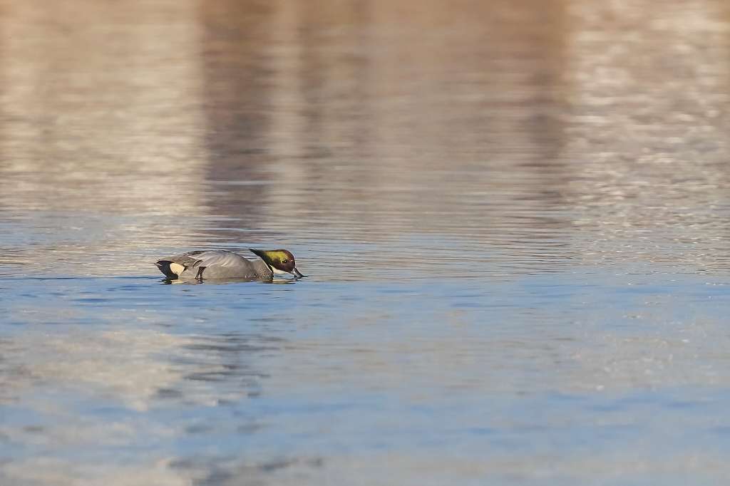 ヨシガモ♂とオカヨシガモの羽ばたき_f0044056_13094154.jpg