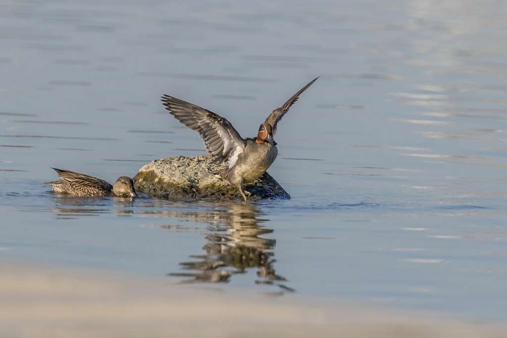 ヨシガモ♂とオカヨシガモの羽ばたき_f0044056_13132822.jpg