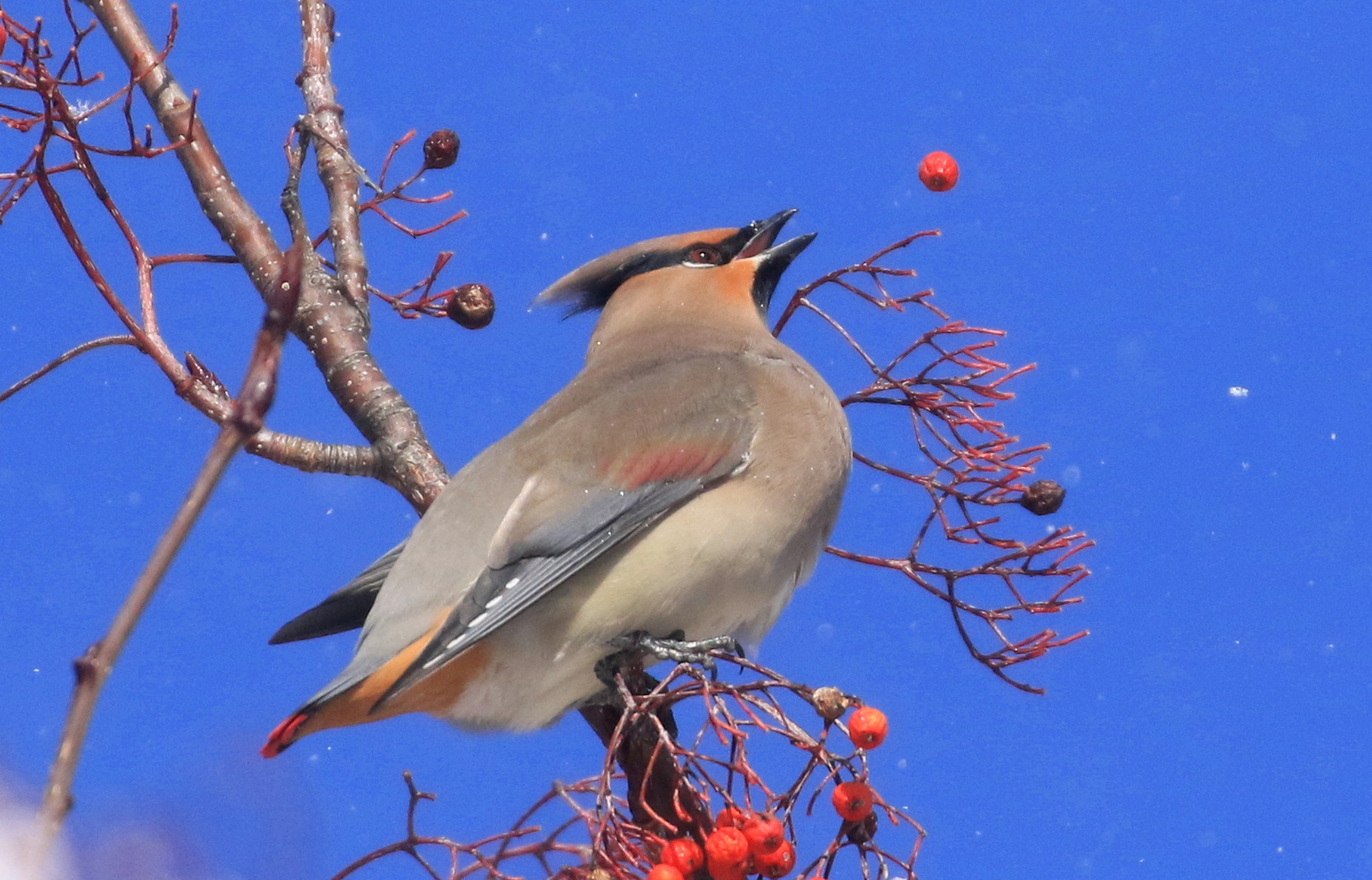 ヒレンジャクの曲芸 食事 アイヌモシリの野生たち 獣と野鳥の写真図鑑 ヒレンジャクの曲芸 食事 アイヌモシリの野生たち 獣と野鳥の写真図鑑