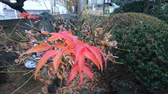 ことしも暮れてきました。_c0066693_08512099.jpg