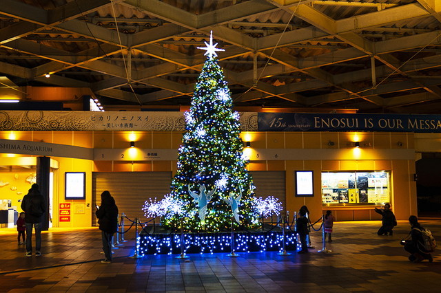 新江ノ島水族館可愛いコツメカワウソと魚達のクリスマス エーデルワイスブログ