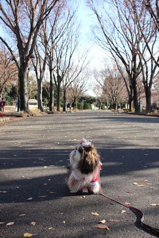 今日もサンタさんでお散歩♪_c0090198_16545531.jpg