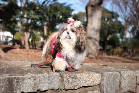 今日もサンタさんでお散歩♪_c0090198_16565259.jpg