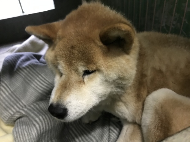 新しい年は温かいお家で迎えたい・・_f0242002_14472581.jpeg
